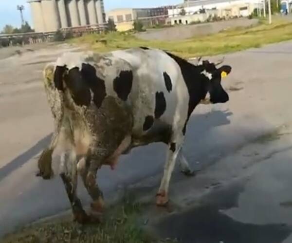 В Брянске потерявшаяся корова зашла на территорию стальзавода