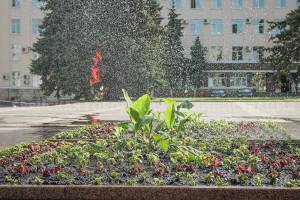 К середине июня Брянск украсят более 150 тысяч садовых цветов