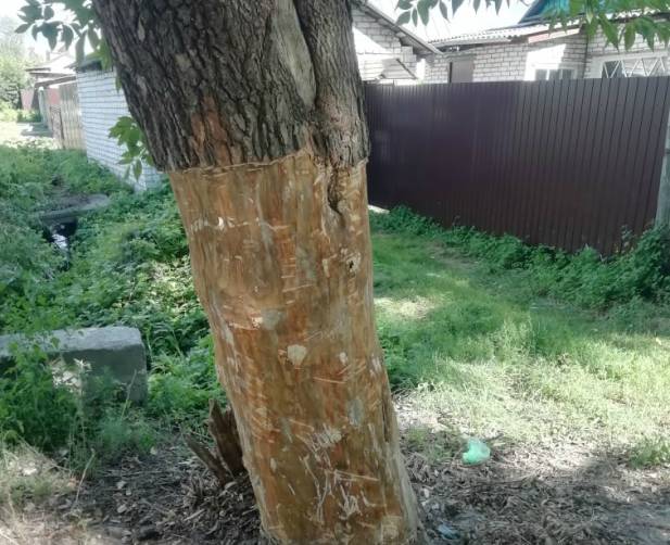В Фокинском районе Брянска варварски погубили 9 деревьев