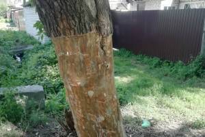 В Фокинском районе Брянска варварски погубили 9 деревьев