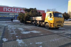 В Брянске на площади Партизан начали установку новогодней ели