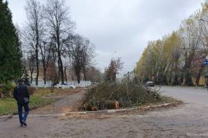 В Брянске нашли виновных в незаконной вырубке деревьев на улице Ульянова