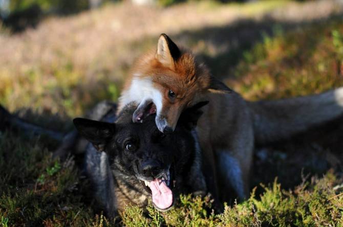 Под Унечей лиса заразила бешенством двух домашних собак