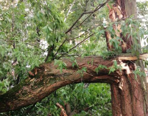 В Брянске на улице Советской ураганный ветер сломал дерево