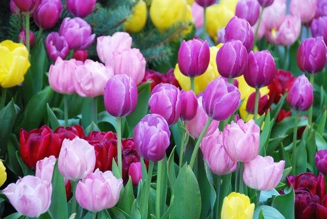 Брянск украсили более 50 тысяч тюльпанов