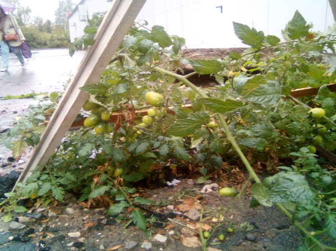 Под Брянском в Путёвке на асфальте зацвели помидоры