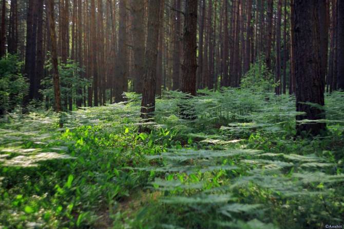 На Брянщине в 2,5 раза сократилась незаконная рубка лесов