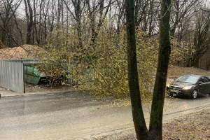 В 10-м микрорайоне Брянска дерево рухнуло на проезжую часть