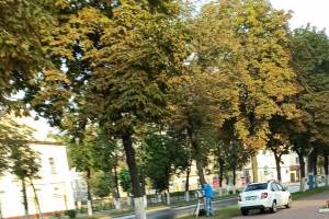 Брянских водителей предупредили о фотоловушке на улице Пушкина