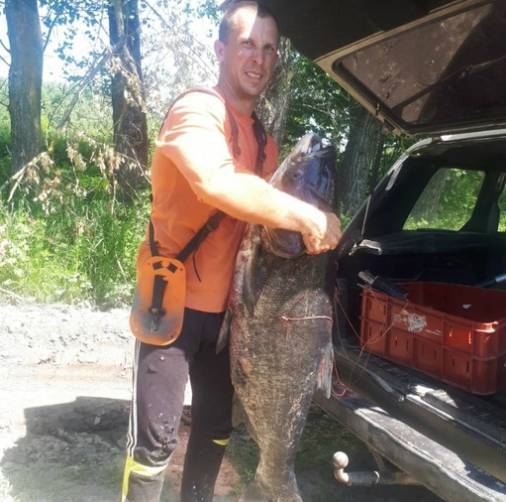 Брянский рыбак поймал в Десне гигантскую рыбу