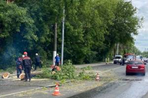 В Брянске на улице Калинина упавшее дерево стало причиной пробки