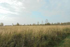Под Дубровкой собственника земель оштрафовали на 60 тысяч рублей за сорняки