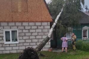 В Брянске на Володарке ураган повалил дерево на частный дом
