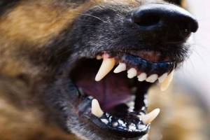 В брянском поселке Вышков собака вцепилась в лицо 6-летнему мальчику