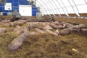 Незаконно разрешили строительство свинофермы навлинские чиновники
