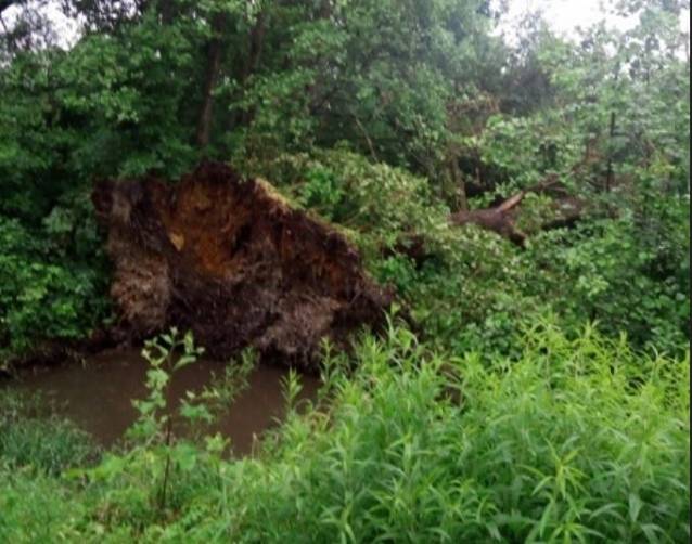 В Брянске ветер повалил деревья в Володарском районе