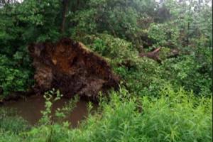 В Брянске ветер повалил деревья в Володарском районе