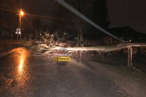 В Брянске на улице Куйбышева рухнуло дерево