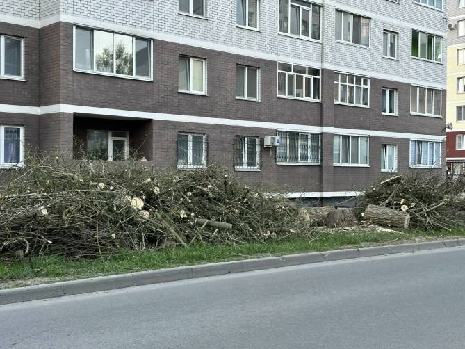 Мэрия Брянска объяснила «жесть» с вырубкой ясеней