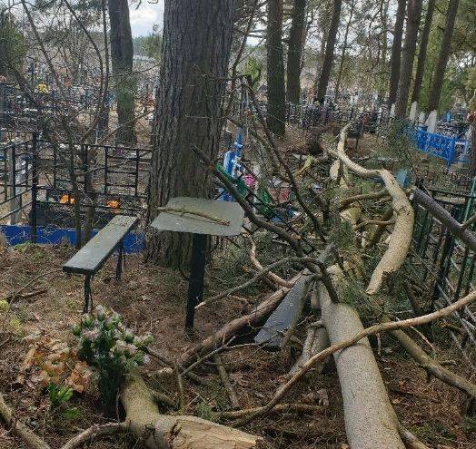 В Клинцах на кладбище рухнувшее дерево повредило несколько могил