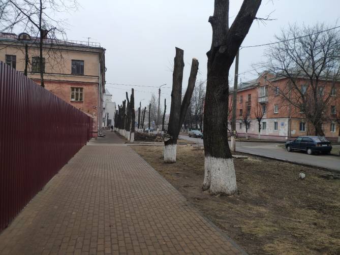 Варварски спиленные деревья в Брянске должны ожить через 2 года