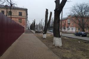 Варварски спиленные деревья в Брянске должны ожить через 2 года