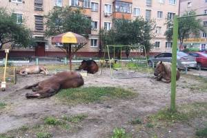 В Брянске лошади захватили детскую площадку на Володарке