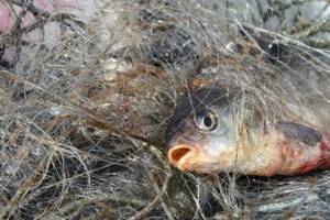 В Брянской области осудят рыбаков-браконьеров