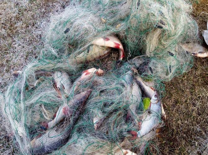 В Брянской области осудят рыбака за браконьерство
