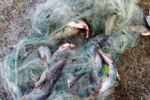 В Брянской области осудят рыбака за браконьерство
