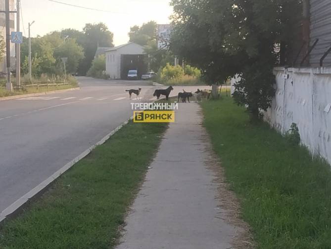 В Брянске сняли на фото стаю бродячих псов на Уральской
