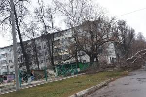 В Брянске у детского сада «Алые паруса» рухнуло дерево