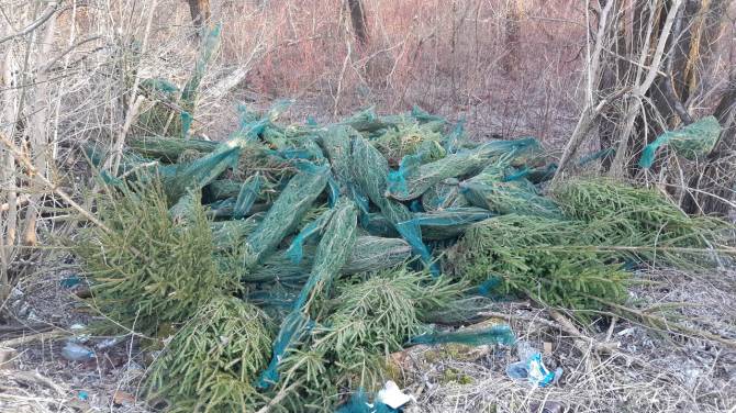 В Брянске нашли кладбище новогодних елок