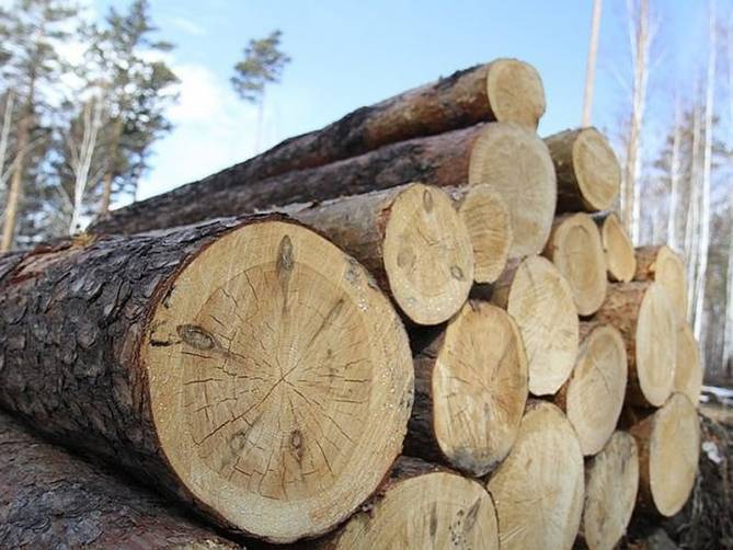 Брянский лесничий незаконно вырубил 42 дерева