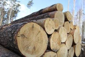 Брянский лесничий незаконно вырубил 42 дерева