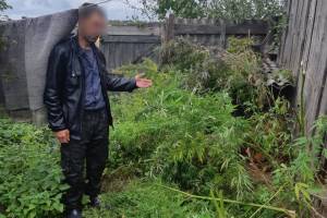 Брянские полицейские уничтожили 33 очага конопли и мака 