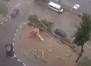 В Брянске сняли на видео падение сознательного дерева