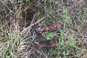 В лесу около брянского посёлка Новые Дарковичи нашли две мины