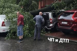 В Брянске упавшее дерево придавило несколько автомобилей