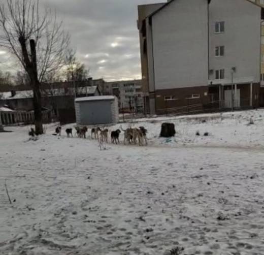 В Брянске жители Фокинки просят избавить их от своры бродячих собак