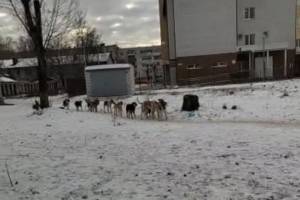 В Брянске жители Фокинки просят избавить их от своры бродячих собак