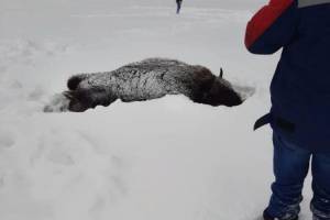 Брянских зубров расстреляли браконьеры на снегоходах