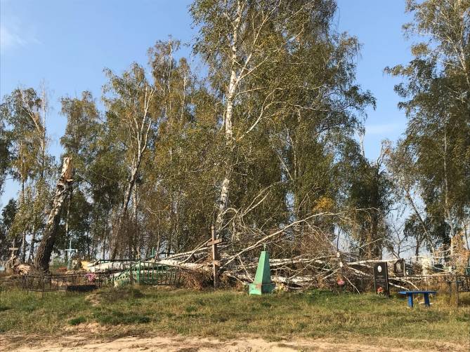 В брянском поселке Локоть на кладбище рухнуло дерево