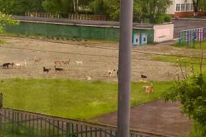 В Брянске свора бездомных псов атаковала территорию школы № 58