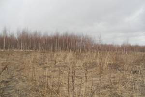 На Брянщине нашли 40 гектаров зарастающей земли