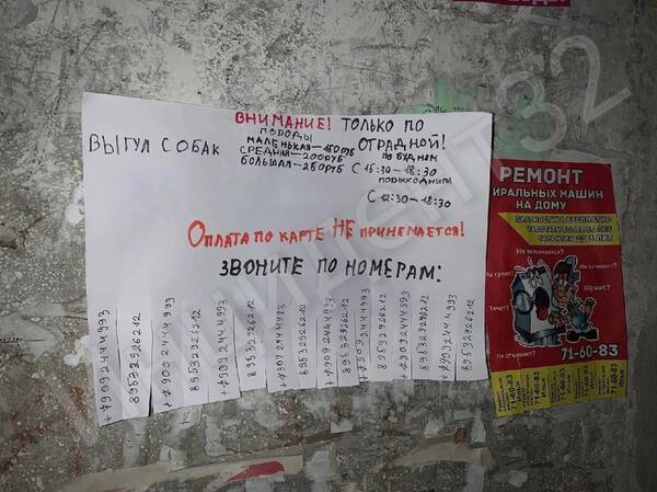Дети из брянского микрорайона Отрадное предложили услуги по выгулу собак