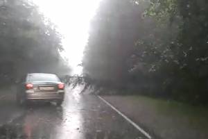 В Брянске шквалистый ветер повалил несколько деревьев
