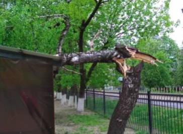 В Брянске на площадке детского сада «Сказка» рухнуло дерево