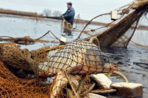 В Брянске осудят браконьера за ловлю рыбы сетями