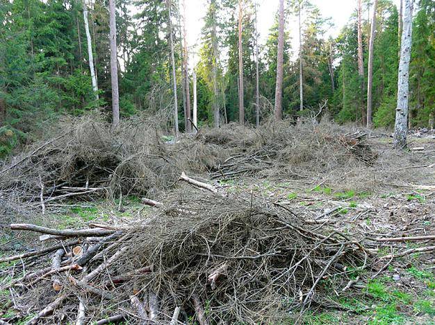 Брянских арендаторов леса накажут за нарушения при санитарных рубках в заказниках